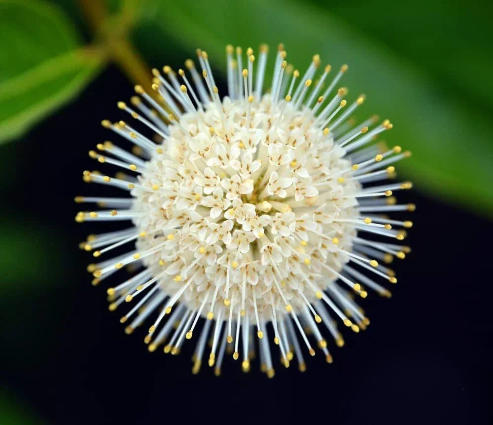 Buttonbush Seeds Cephalanthus occidentalis - 100 Count Native Perennial Wetland Plant