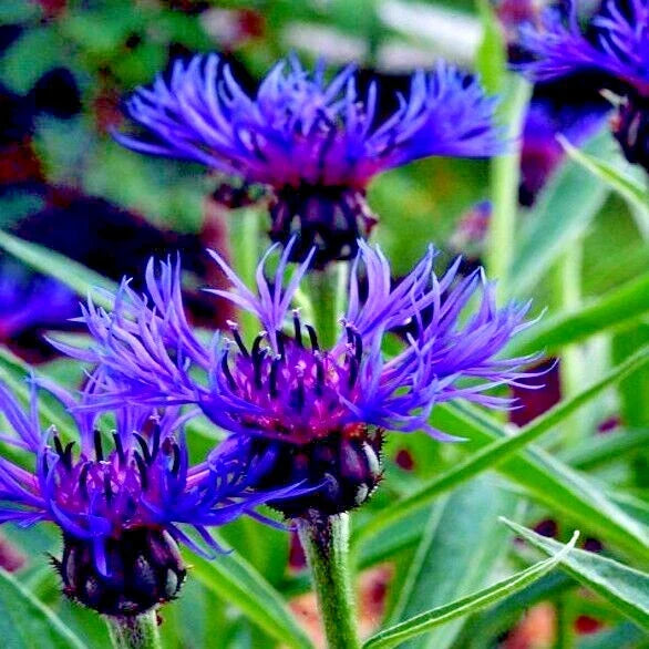 Mountain Blue Cornflower Seeds - 20 Perennial Seeds, Centaurea montana, Blue Flowers, Cold Hardy Garden Plant
