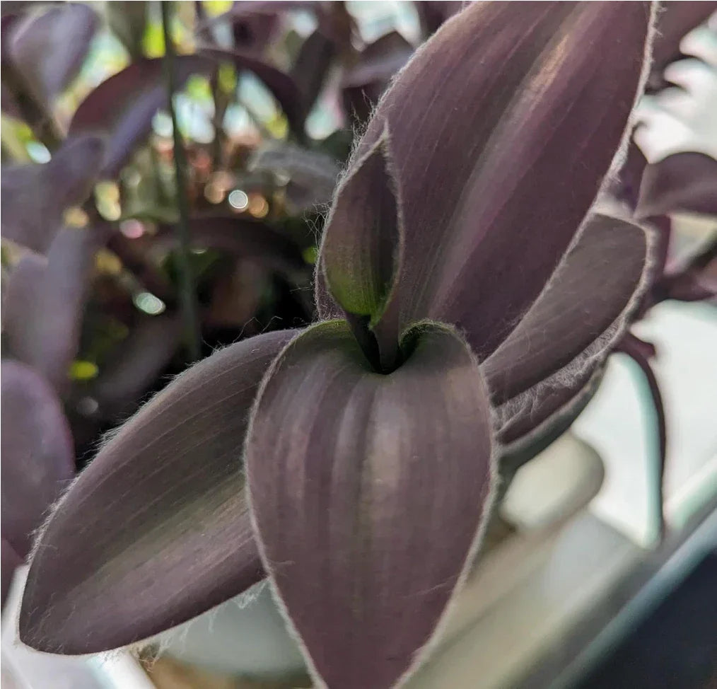 Purple Furry Wandering Jew Cuttings 2" or 4" Pot, Tradescantia zebrina, Indoor Easy Care Plant