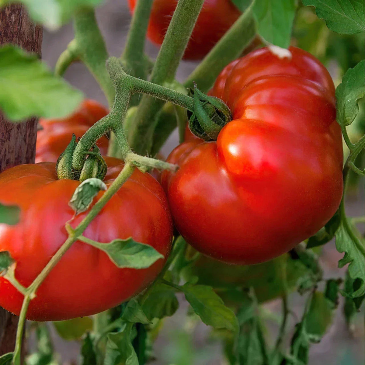 Chef's Choice Red Tomato Seeds - 100 Seeds - Heavy Producer Vining Variety