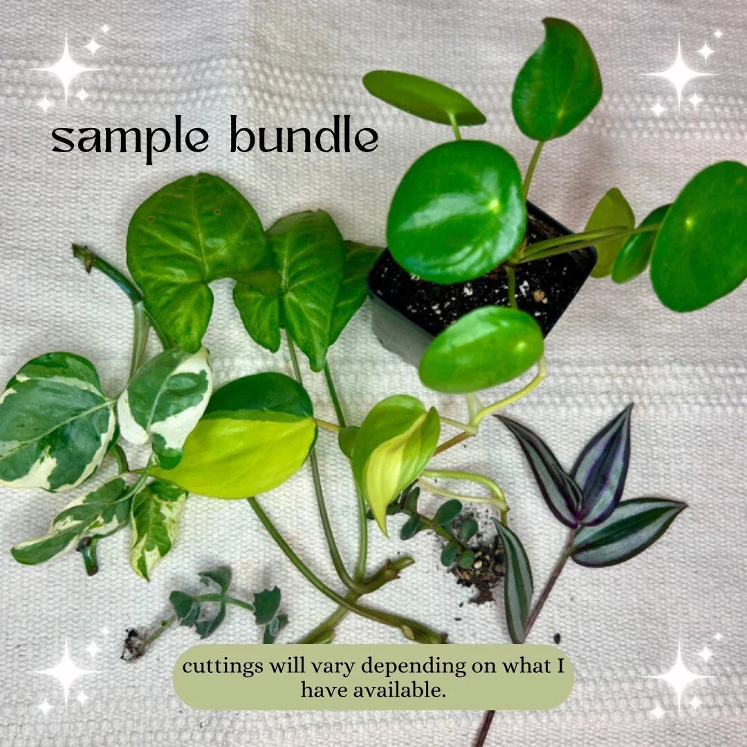 Mystery Plant Cuttings – Pothos N'Joy, Pearls & Jade, Monstera, Variegated Indoor Houseplants for Propagation