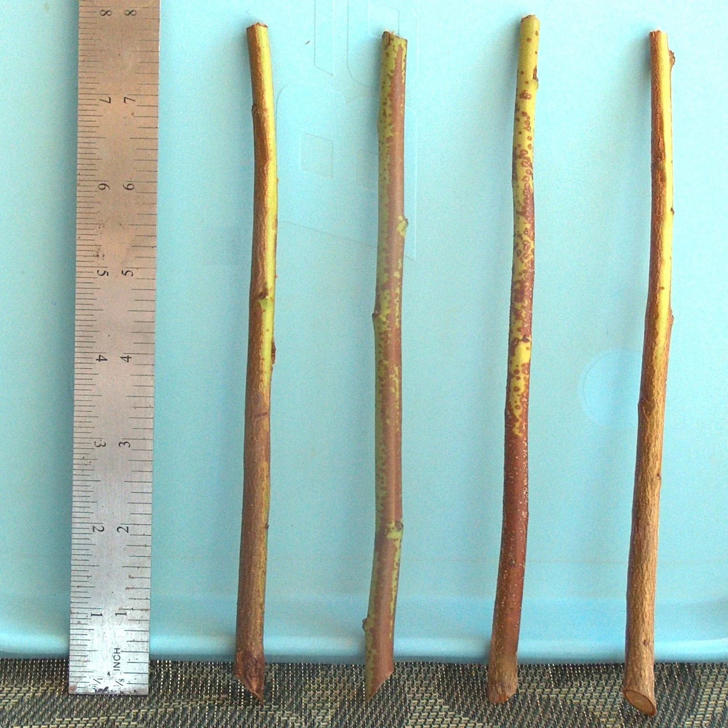Plum Tree Rootstock Cutting Semi-Dwarf Prunus domestica for Grafting, 10 Pack