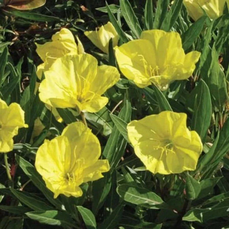 Organic Evening Primrose Seeds - Dwarf Perennial, Oenothera fruticosa, 200 Seeds, Attracts Pollinators, Free Shipping