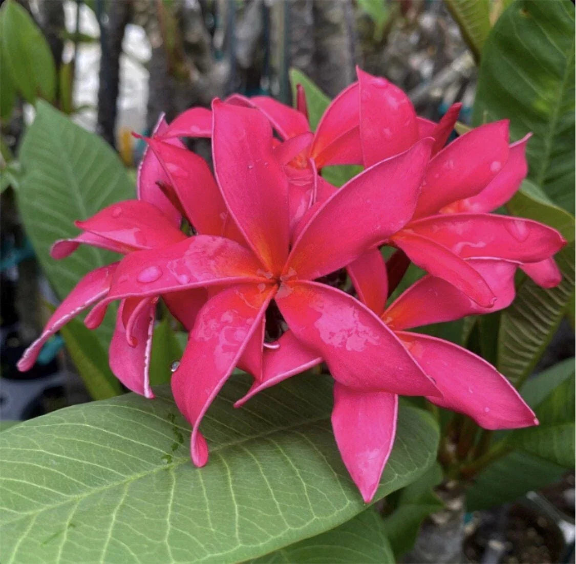 Rooted Plumeria Cutting 16" Fuchsia Queen Plumeria rubra Tropical Flowering Plant for Gardens & Containers