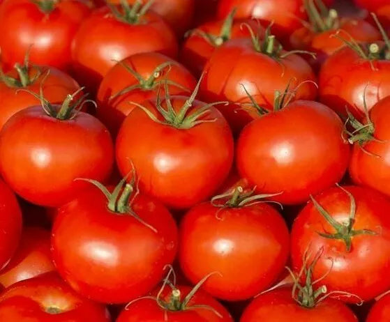 Ace 55 Tomato Seeds 100 Count - Heirloom Non-GMO Vegetable Seeds Solanum lycopersicum, Full Sun, Determinate, USA Seller