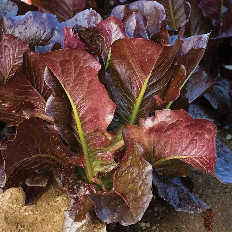 Red Romaine Lettuce Seeds – Heirloom, Organic, Lactuca sativa, 600+ Seeds for Salad Greens and Garden Planting