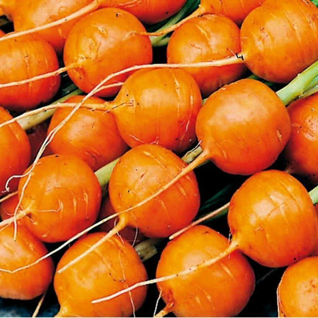 Parisian Carrot Seeds 500+ Non-GMO Daucus carota Vegetable Garden Seeds for Small Spaces