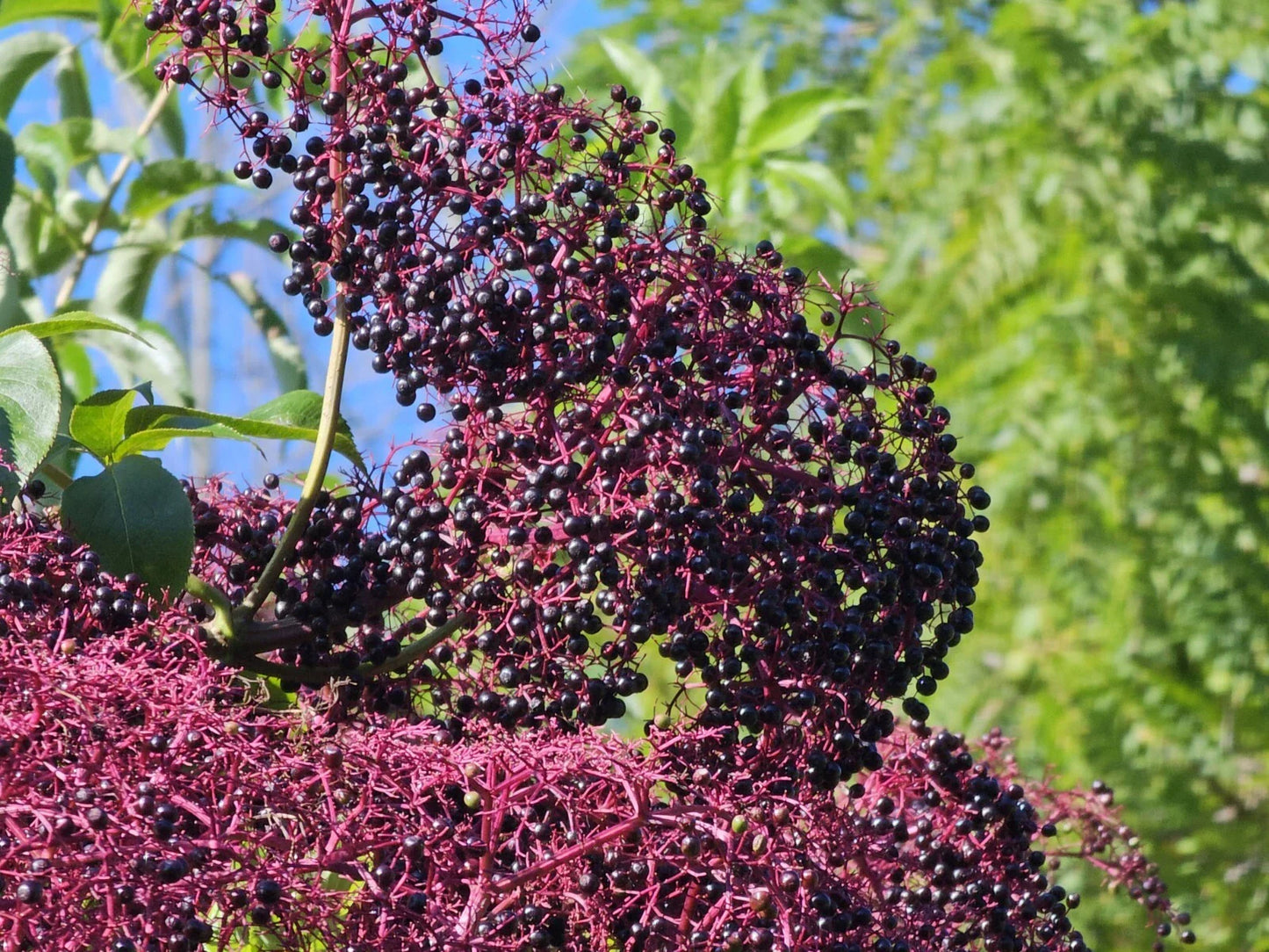 Elderberry Cuttings 5-12" Long | Sambucus nigra Varieties York, Nova, Adams for Gardening & Juicing
