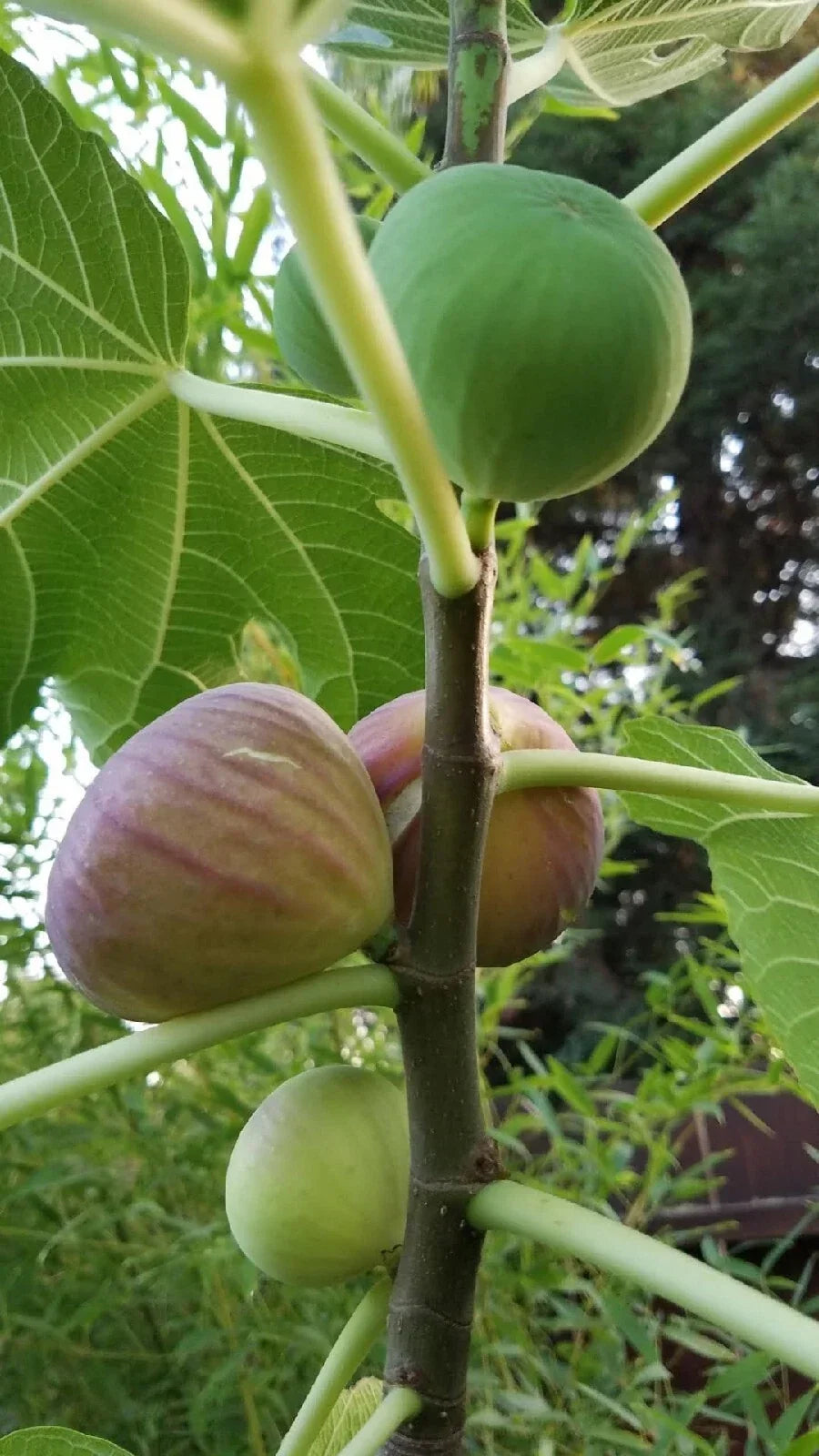Hardy Fig Tree Cuttings, Self-Fertile, Fast-Growing, Ficus carica, Fruiting Plant for Garden or Container