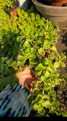 Stonecrop Sedum Plants - Dragons Blood Variety - Hardy Succulent Ground Cover - Sedum spurium