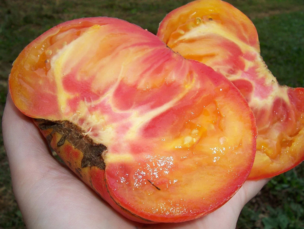 Big Rainbow Tomato Seeds - Heirloom Organic Non-GMO, 30 Seeds, Solanum lycopersicum, Colorful, Juicy, Easy to Grow