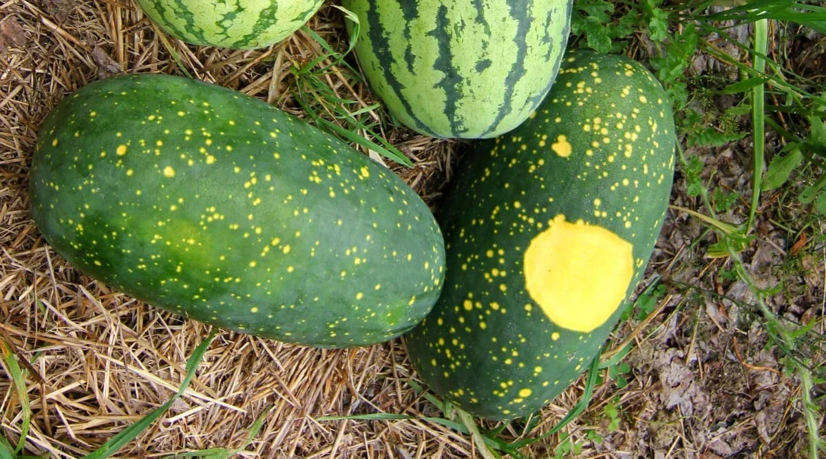 Moon and Stars Watermelon Seeds - 50+ Pack - Citrullus lanatus - USA