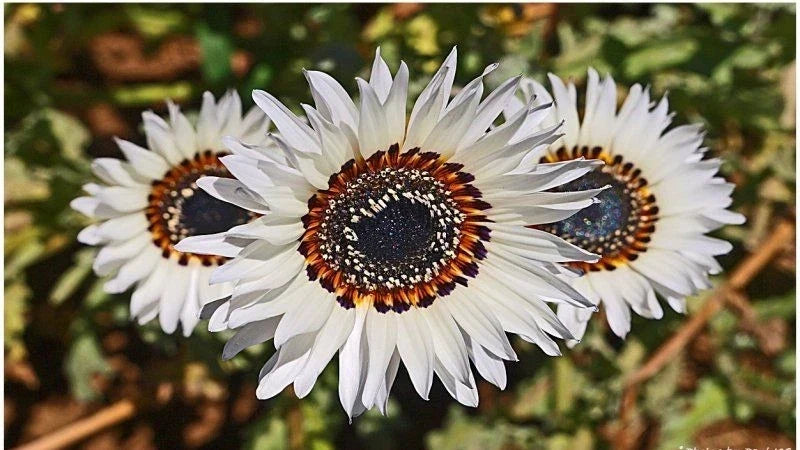 Italian White Sunflower Seeds - Heirloom Non-GMO Pack of 50 for Tall Cut Flowers - Helianthus annuus