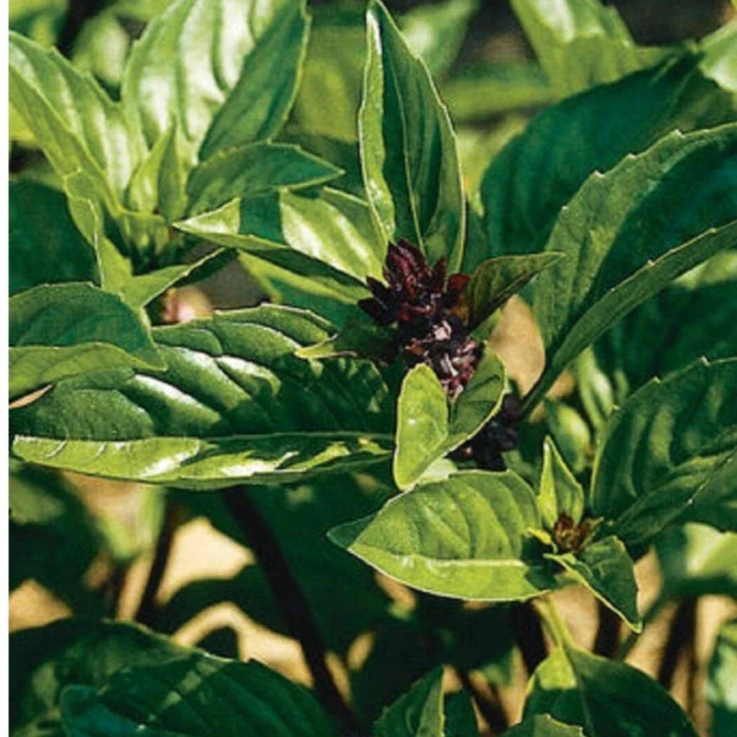 Cinnamon Basil Seeds - 100+ Heirloom Non-GMO Organic Ocimum basilicum 'Cinnamon'