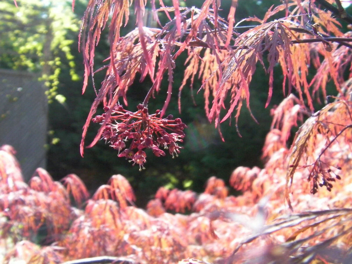 Japanese Maple Cuttings 4+4 Weeping Garnet Acer palmatum for Rooting and Grafting