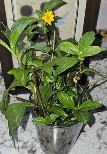 5 Organic Wedelia Plants 8" Heirloom Sphagneticola trilobata - USA Grown, Rooted Ground Cover, Drought Tolerant