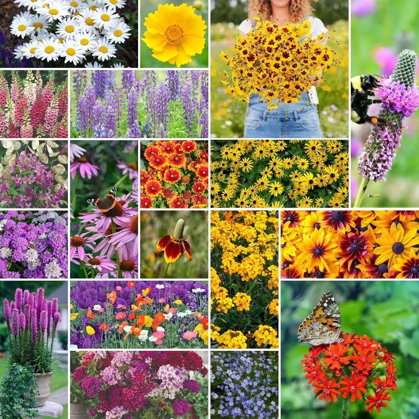 Perennial Wildflower Seeds Mix 5 lb Non-GMO Native Pollinator-Friendly for Garden Planting