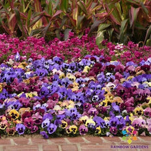 Matrix Coastal Sunrise Mix Pansy Seeds - 200+ Premium Viola Seeds for Vibrant Garden Blooms - Free Shipping
