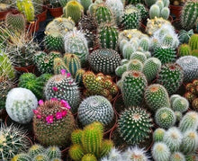 Cactus Seed Mix 25 Seeds | Variety of Colors and Types | Ideal for Planting | Succulent Seeds Collection