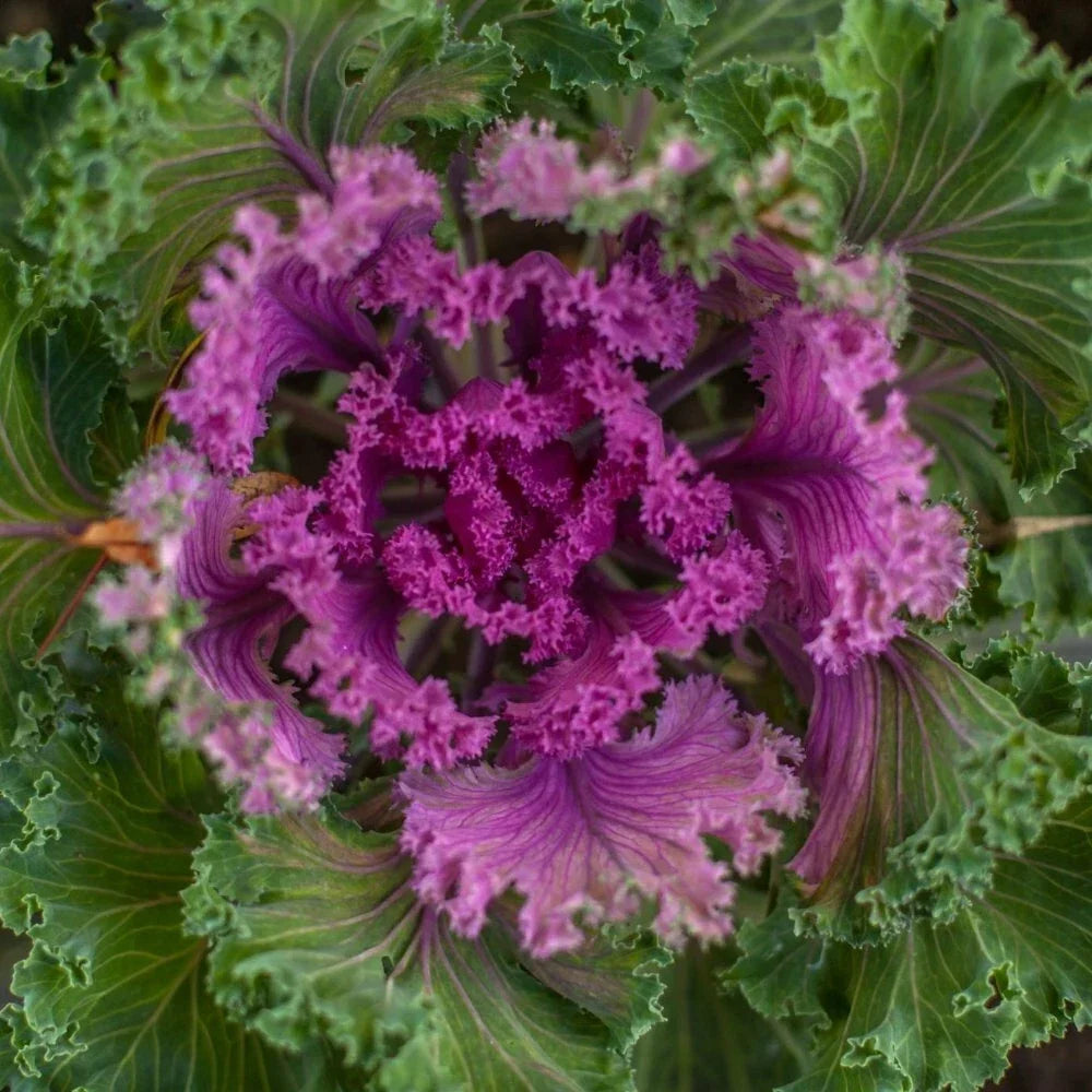 Ornamental Kale Seeds - Nagoya Red, 40 Pack, Vibrant Foliage, Brassica oleracea, Garden, Container, Landscaping