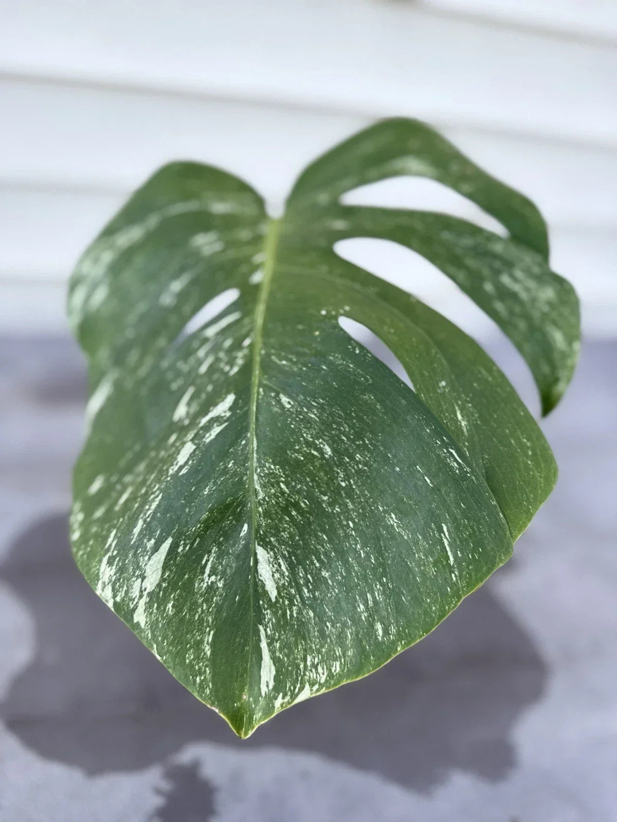 Monstera Albo Borsigiana Cutting - Rare Variegated Houseplant for Indoor Decor - Live Plant for Home Gardening