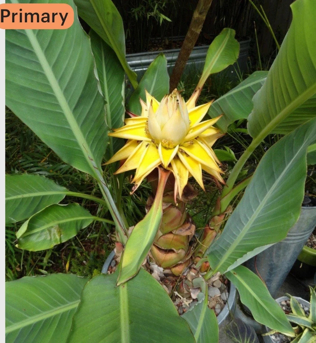 Chinese Dwarf Yellow Banana Live Starter Plant - Golden Lotus Musella Lasiocarpa - Tropical Indoor & Garden Plant