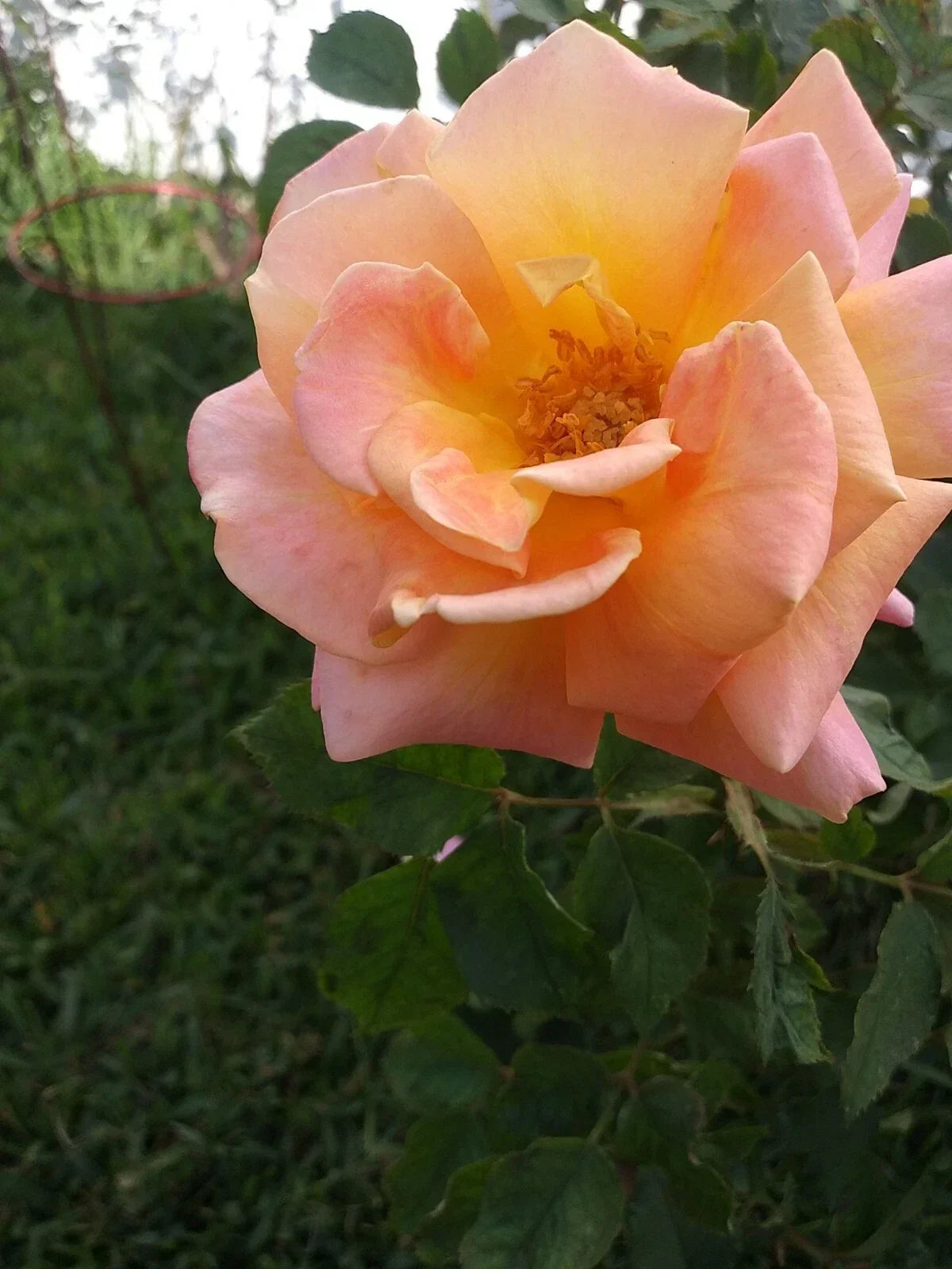Rose Cuttings 5 Pack Peace Pink & Yellow Shrub Rosa 'Peace' Virus-Free Plants