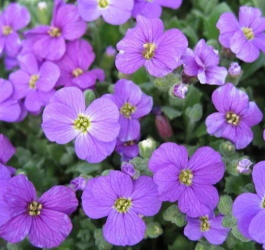Purple Rockcress Seeds 200+ Aubrieta Deltoidea Perennial Ground Cover for Gardens
