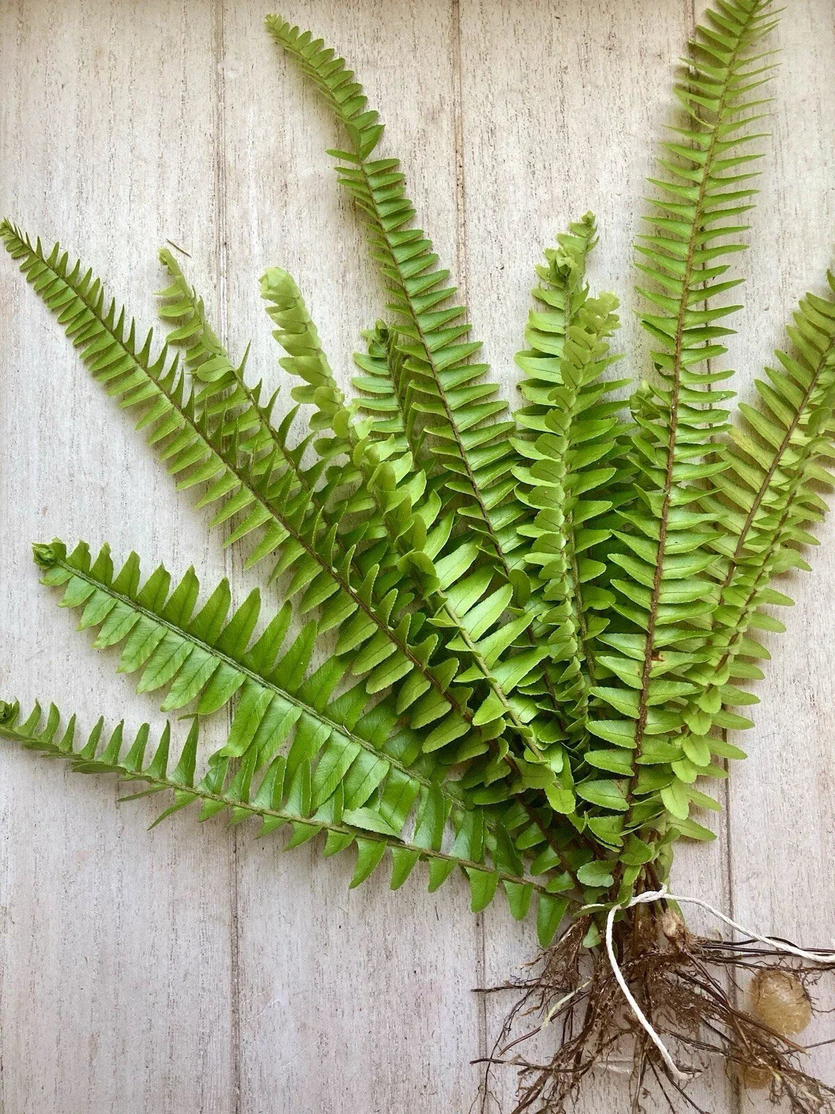 Rooted Boston Ferns 25 Pack - Nephrolepis exaltata - Healthy Fast-Growing Indoor & Outdoor Plants