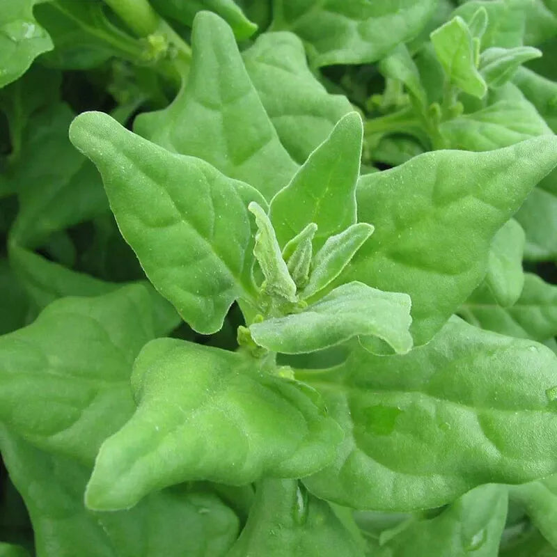 New Zealand Spinach Seeds - 100 Non-GMO Tetragonia tetragonioides for Gardening, Full Sun, Easy Growth, Pack of 100