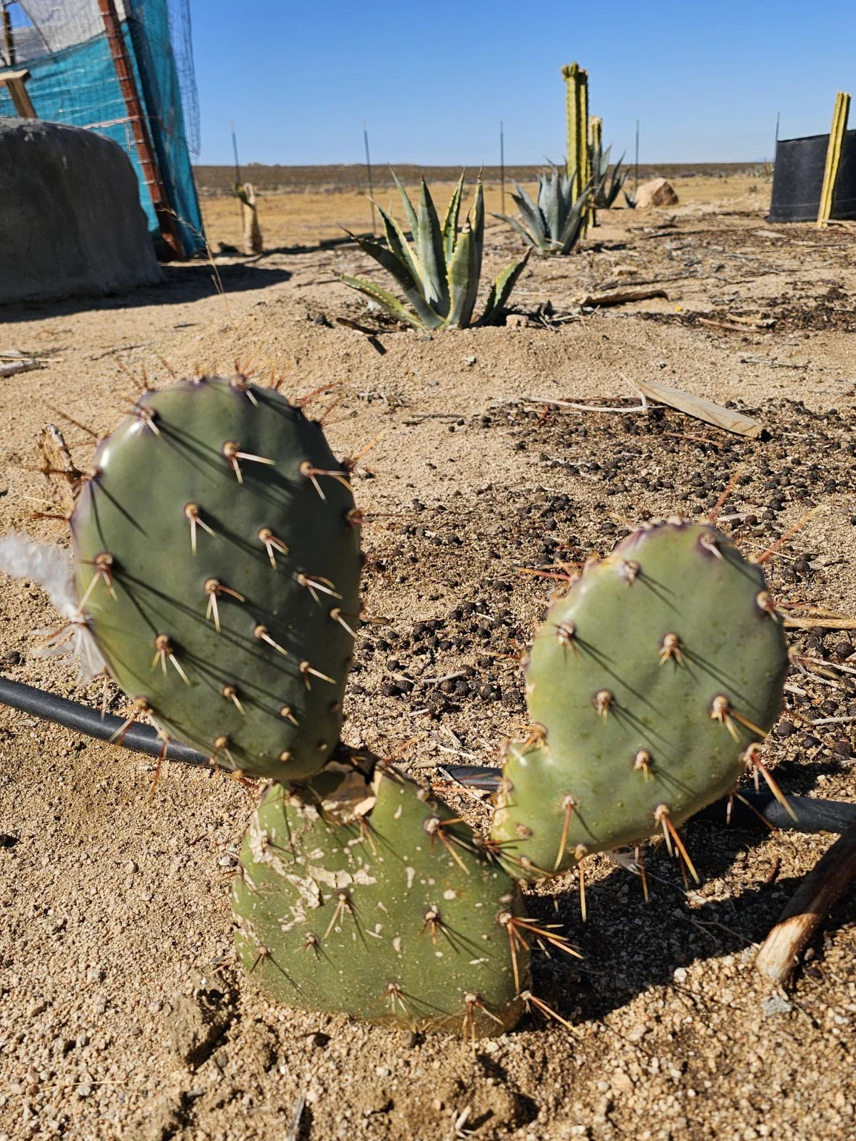 Coastal Prickly Pear Succulent - 2 Pads - Opuntia Littoralis - Drought-Tolerant Cactus for Garden or Indoor Decor