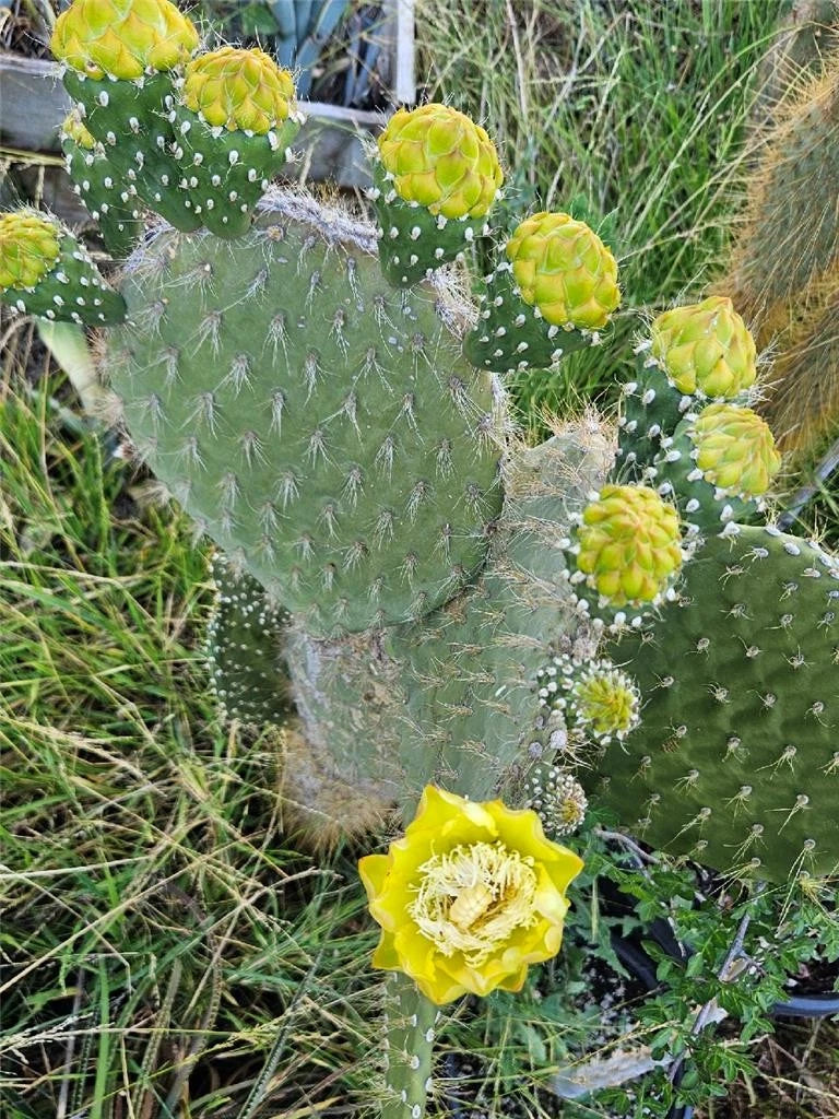 Galapagos Opuntia Megasperma Var. Orientalis Seeds – Colorful Flowering Cactus for Desert & Rock Gardens