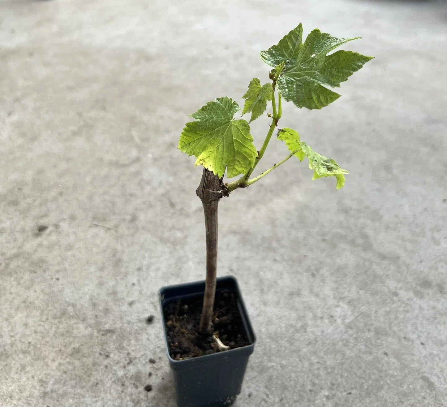 Grape Cutting Vine in Pot | Seedless Sweet Variety | Vitis vinifera | Climbing Plant for Garden, Patio, Balcony