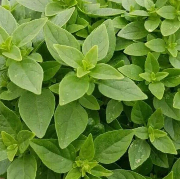 Dwarf Greek Basil Seeds 600+ | Annual Culinary Herb Ocimum basilicum