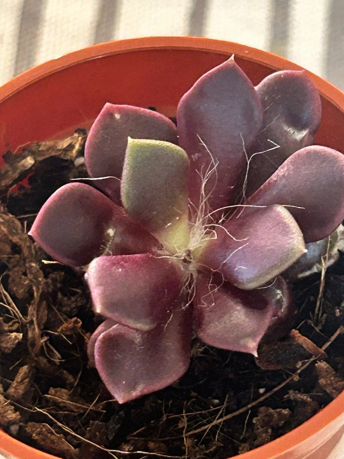 Live Succulent Plant in 2-Inch Pot | Anacampseros rufescens | Fully Rooted, Drought-Tolerant Indoor Outdoor Plant