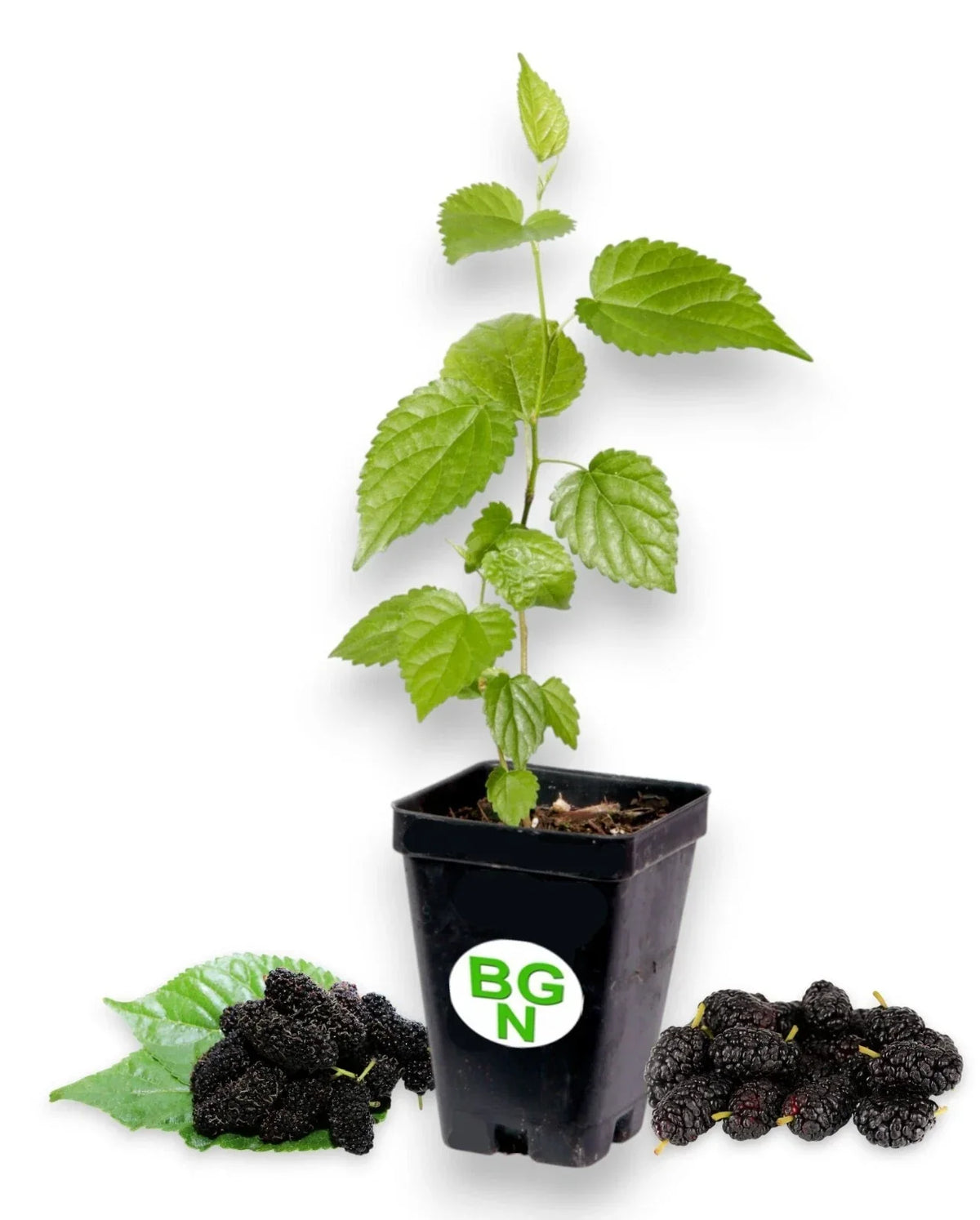 Dwarf Black Mulberry Live Plant - Morus Nigra - Everbearing Fruit Tree for Small Gardens & Containers