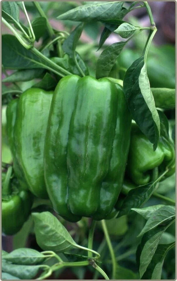 Big Bertha Sweet Pepper Seeds - Heirloom Organic Capsicum annuum for Large, Juicy, and Sweet Peppers - 100+ Non-GMO Seeds