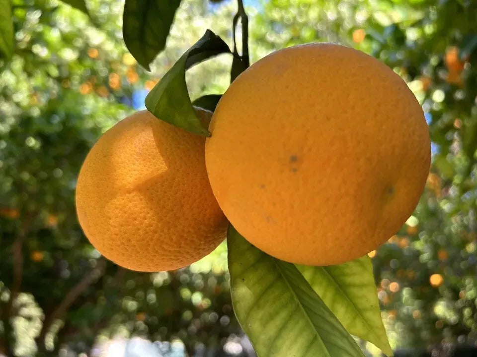 Orange Fruit Seeds - 15 Pack Citrus sinensis for Home Garden & Container Planting - USA Seller
