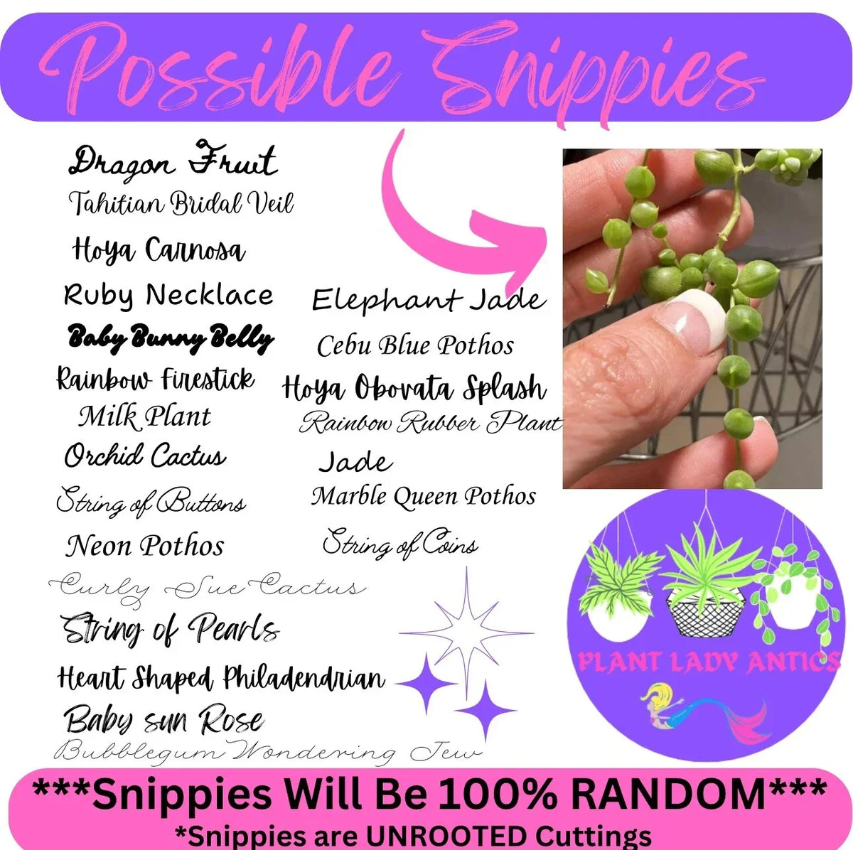 Mystery House Plant Cuttings Set of 6 | Indoor Propagation Variety for Home Decor | Healthy, Thriving Houseplant Clippings