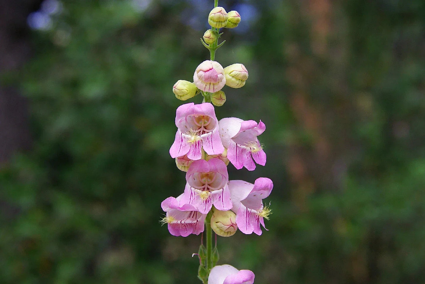Penstemon Palmer Pink Perennial Flower Seeds, 120 Seeds, Butterfly & Hummingbird Attracting, Easy to Grow, Garden Border & Container