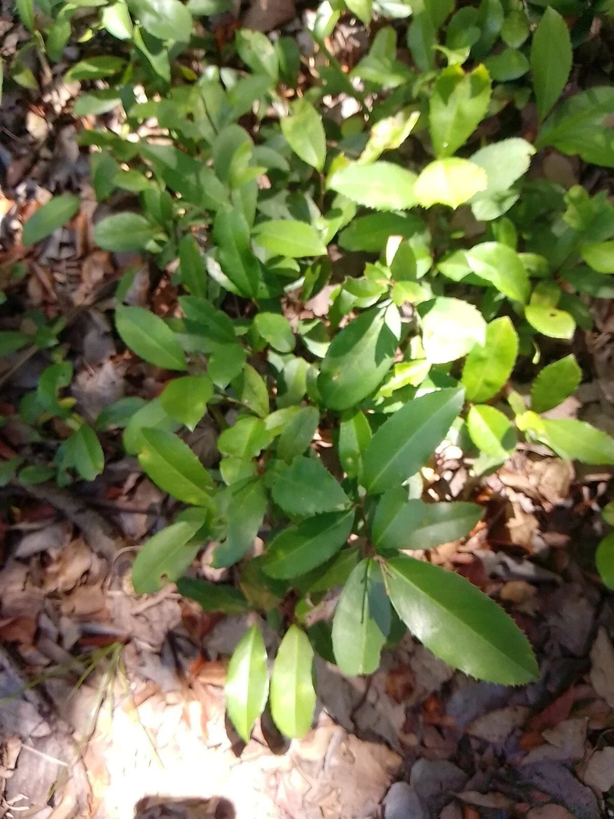Florida Live Oak Tree - 6-12 Inch Rooted Plants - Quercus Virginiana Evergreen for Landscaping