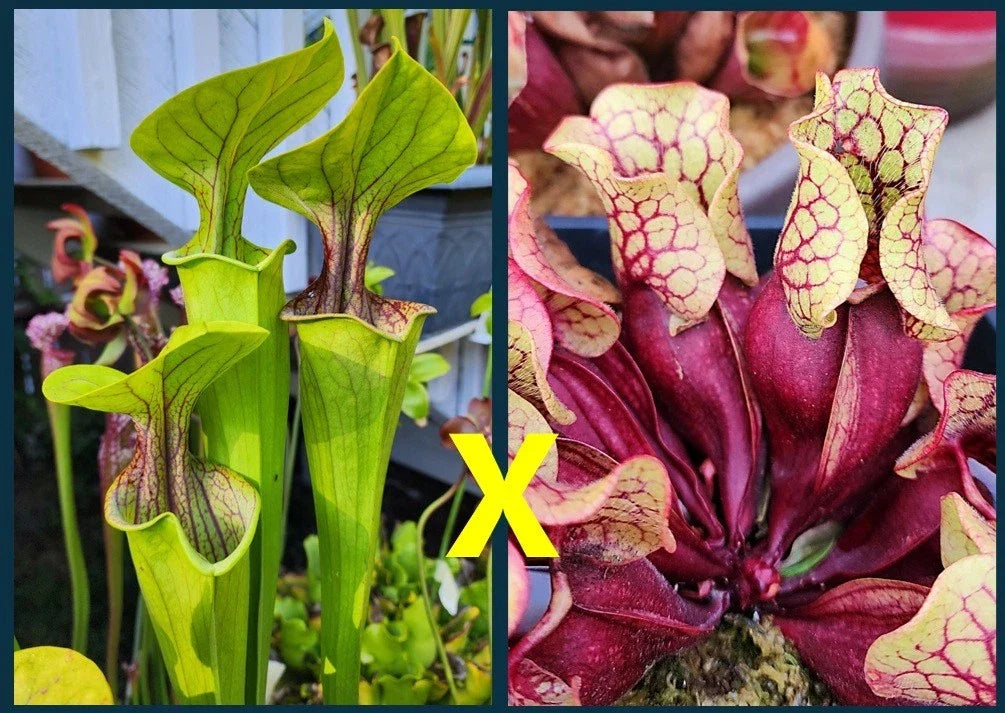 Sarracenia Seeds - Hybrid Purple Throat x Purpurea Belly of Blood - Carnivorous Plant Seeds for Gardening