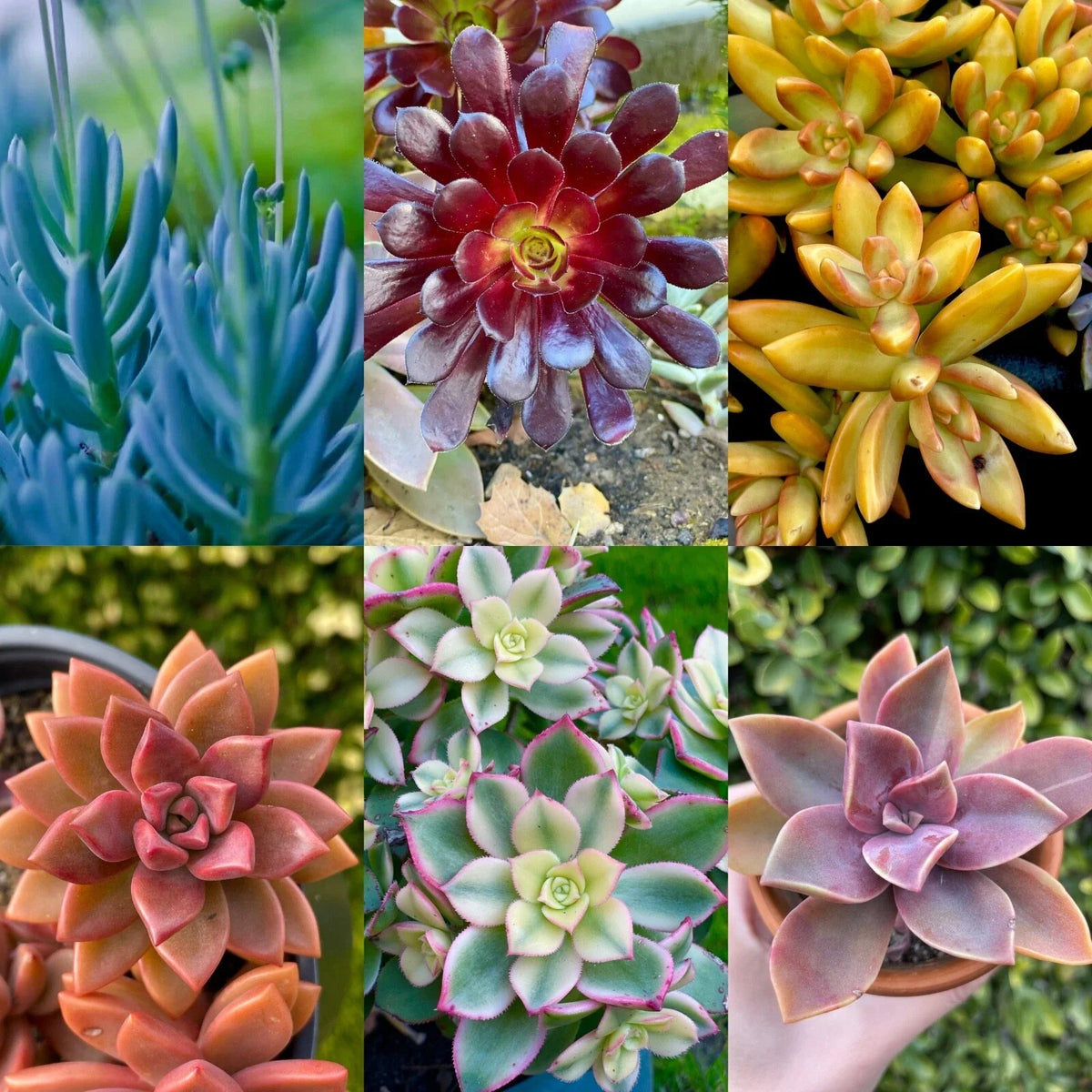 Rainbow Succulent Bundle - 6 Colorful Live Succulents, Indoor Garden, Drought-Resistant, Echeveria & Sedum Varieties