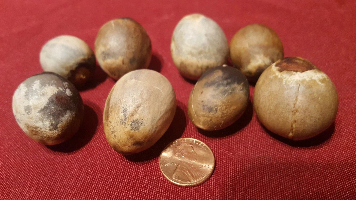 California Avocado Seeds - 8 Pack for Growing Persea americana Fruit Trees in Garden or Pots