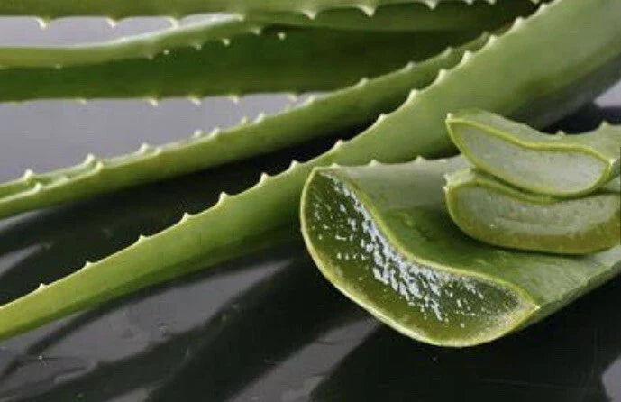 Medium Aloe Vera Plant, Organic Aloe barbadensis Miller, Succulent, Medicinal Cactus, Indoor or Outdoor Starter Plant