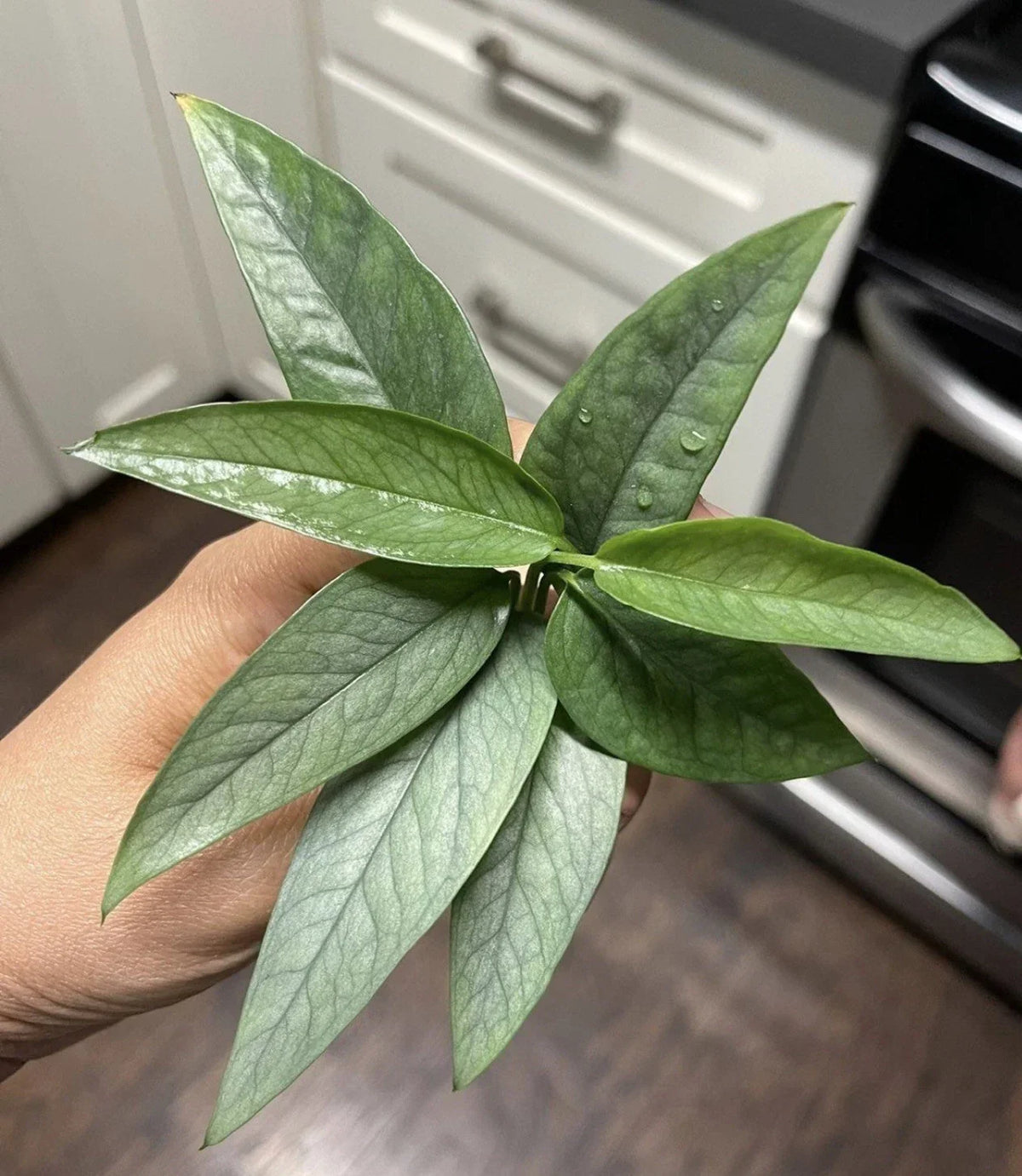 Epipremnum Cebu Blue Cuttings Pack of 5 – Tropical Houseplant Propagation, Blue-Green Foliage, Epipremnum pinnatum 'Cebu Blue'