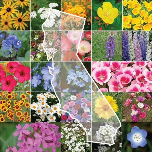 California Wildflower Mix - 1200 Seeds for Gardens & Pollinators - Native Varieties for Sunny Drought-Tolerant Landscapes