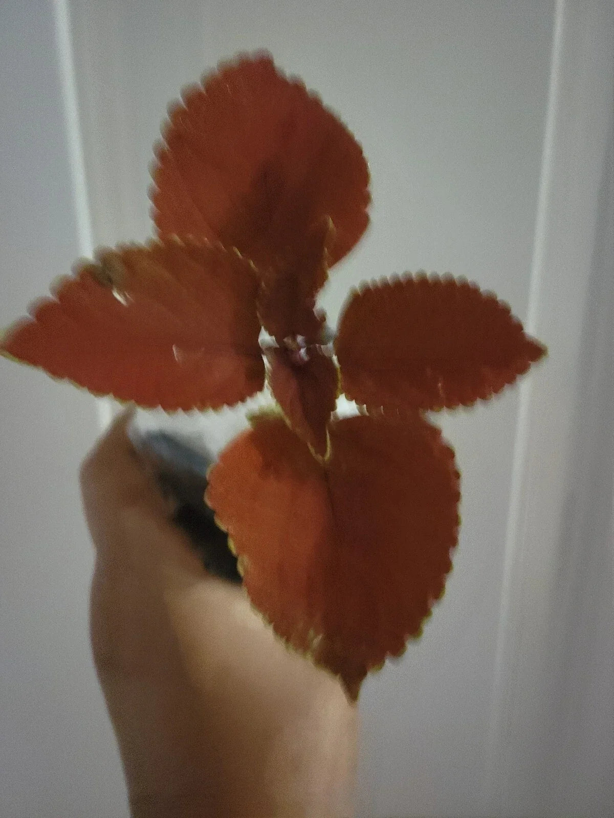 Live Coleus Plant - Main Street Wall Street - Fire Sun - Coleus blumei - Indoor & Outdoor Foliage