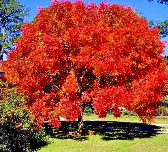 Chinese Pistachio Tree Seeds - 10 Hardy Seeds for Bonsai & Landscaping - Pistacia chinensis, Deciduous, Fall Foliage