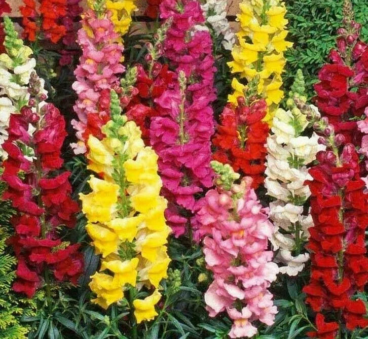 Snapdragon Flower Seeds - 5000+ Tall Mixed Colors - Antirrhinum majus Garden Planting Seeds